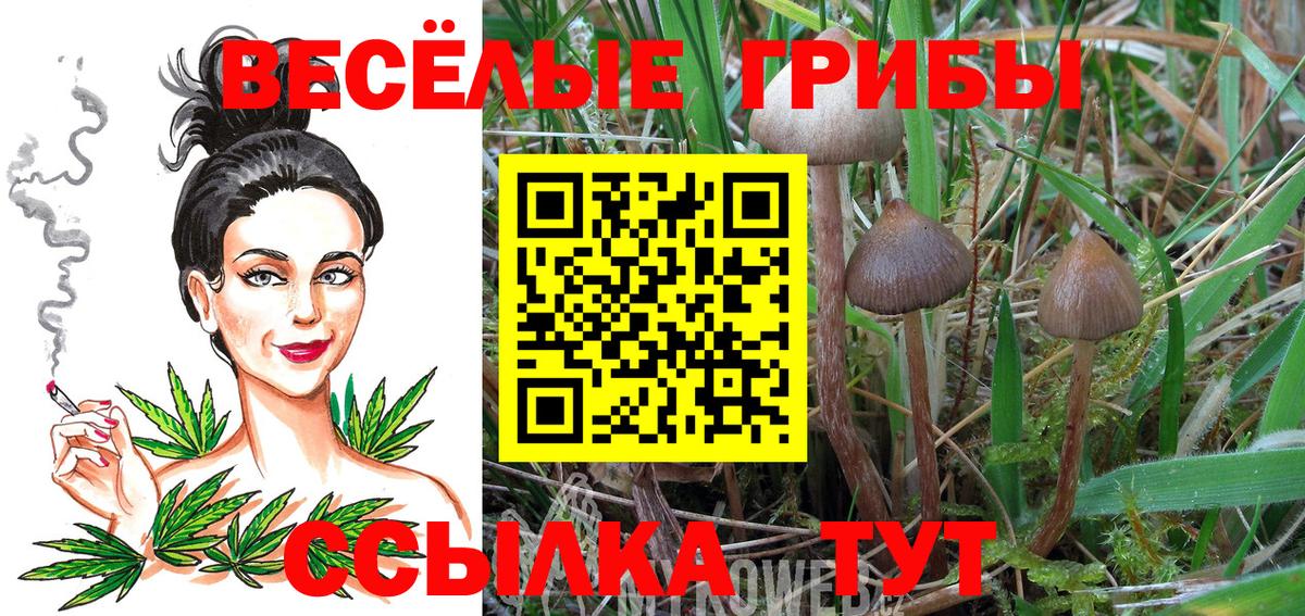 Галлюциногенные грибы прущие грибы Великие Луки